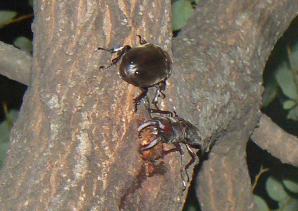 ヤナギ林のその他のヤナギ_頭上2ｍ程上の幹_ノコギリクワガタ♂、カブトムシ♀_2021年7月13日20時頃 気温26度